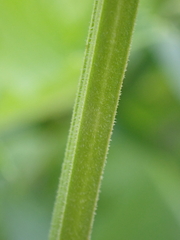 Lythrum salicaria
