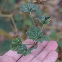 Malva multiflora