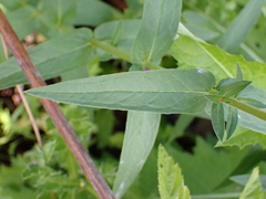 Lythrum salicaria