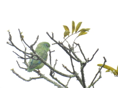 Forpus conspicillatus
