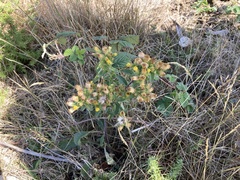 Pentanema squarrosum