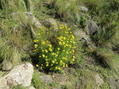 Tagetes campanulata