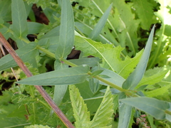 Lythrum salicaria