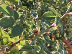 Rosa rubiginosa