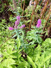 Lythrum salicaria