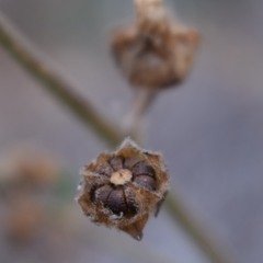 Malva multiflora