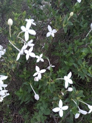 Bouvardia longiflora