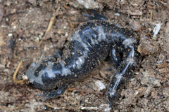 Ambystoma opacum