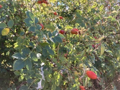 Rosa rubiginosa