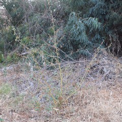 Malva multiflora