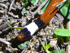 Phalotris matogrossensis