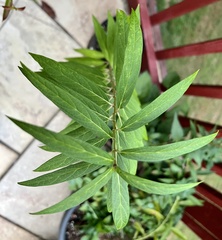 Asclepias incarnata