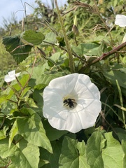 Apinae