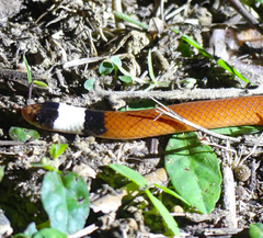 Phalotris matogrossensis