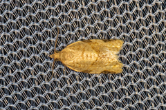 Clepsis virescana