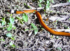 Phalotris matogrossensis