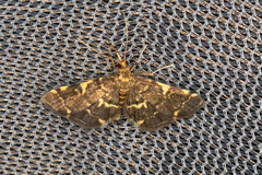 Anageshna primordialis