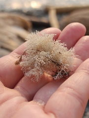 Corallinaceae