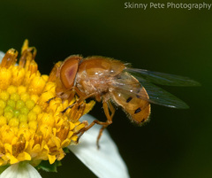 Copestylum sexmaculatum