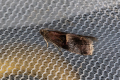 Acrobasis