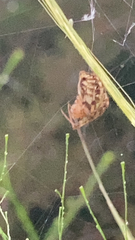 Neoscona arabesca
