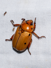 Pelidnota punctata
