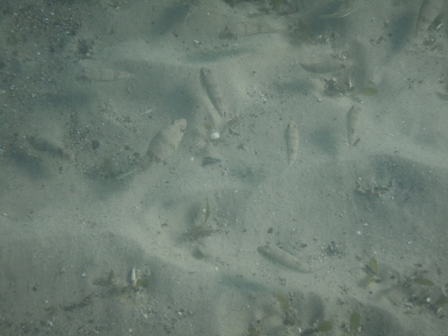 Torquigener pleurogramma