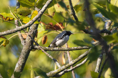 Setophaga caerulescens