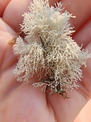 Corallinaceae