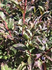 Vaccinium membranaceum