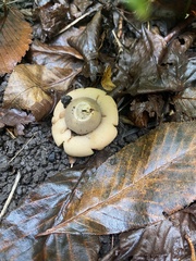 Geastrum