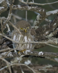 Glaucidium brasilianum