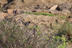 Curruca melanocephala