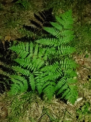 Pteridium aquilinum latiusculum