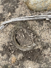 Bothriocyrtum californicum