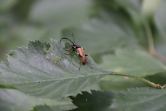 Stictoleptura rubra