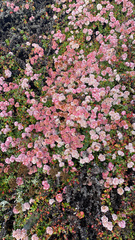 Eriogonum parvifolium