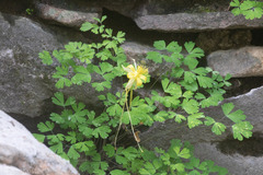 Aquilegia longissima