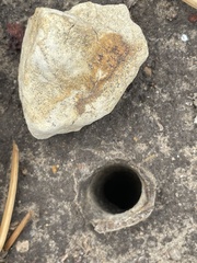 Bothriocyrtum californicum