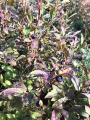 Vaccinium membranaceum