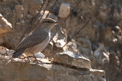 Salpinctes obsoletus