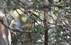 Myioborus brunniceps