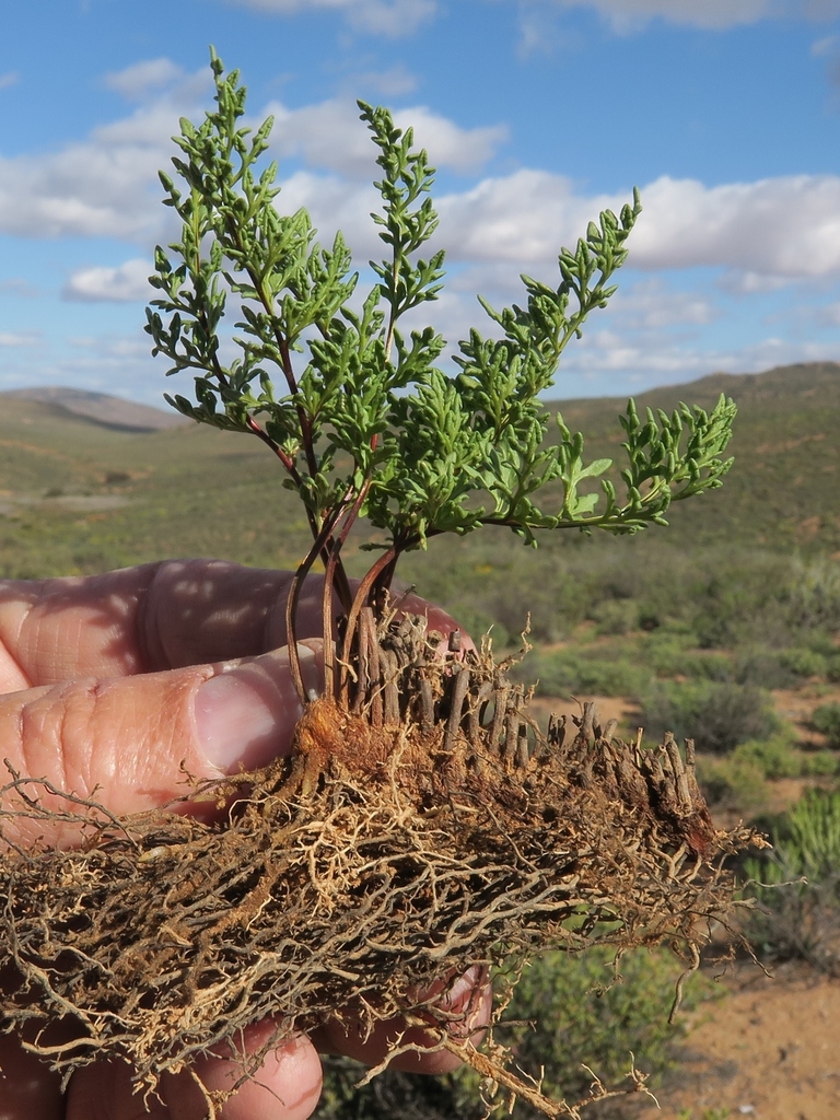 Robust Lip Fern