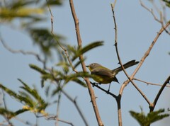 Myioborus brunniceps
