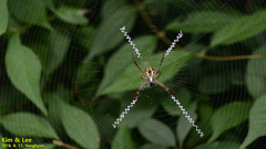 Argiope amoena