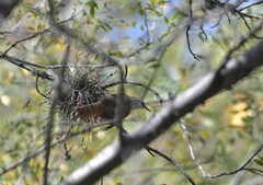 Cranioleuca pyrrhophia