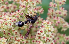 Eumenes crucifera