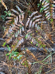 Pteridium aquilinum pseudocaudatum
