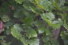 Quercus bicolor