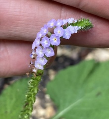 Heliotropium indicum